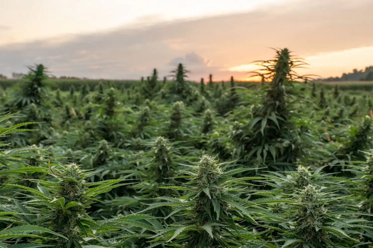 Veille marché CBD aux États-Unis — Latino Community Invisible Backbone Cannabis Industry (Op Ed)