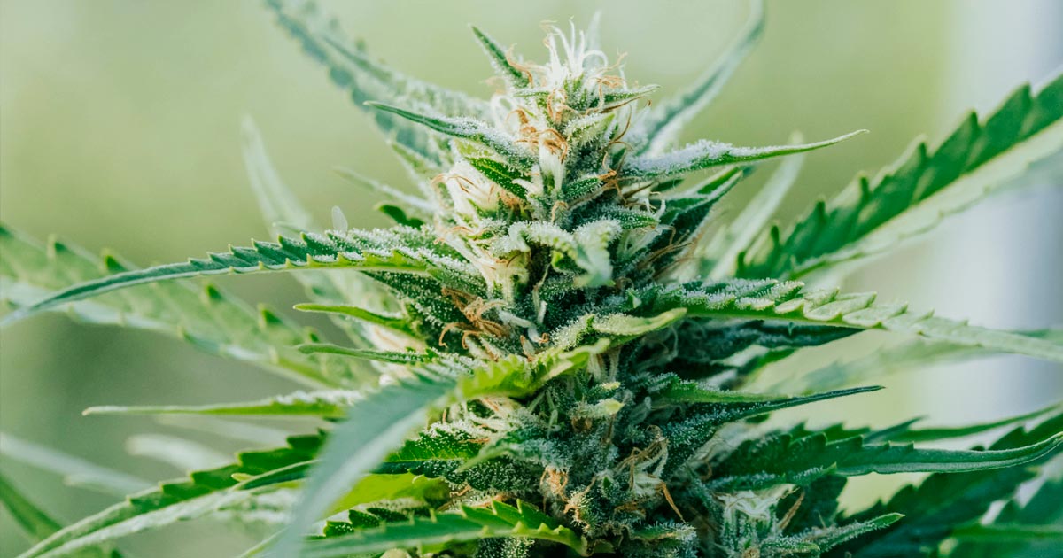 Cannabis light en Italie : l’interdiction des fleurs de chanvre attendra février 2027 devant la Cour constitut