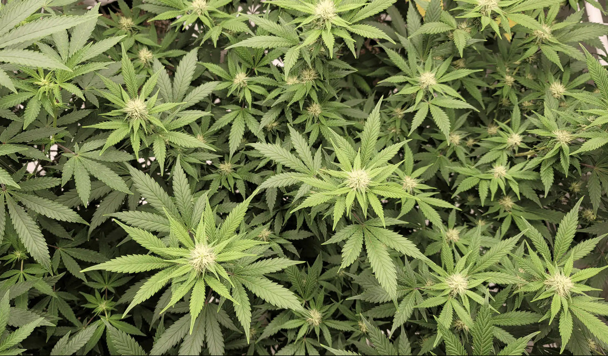 Point réglementaire aux États-Unis — It’s ‘High Time’ DEA Answer Questions About Marijuana