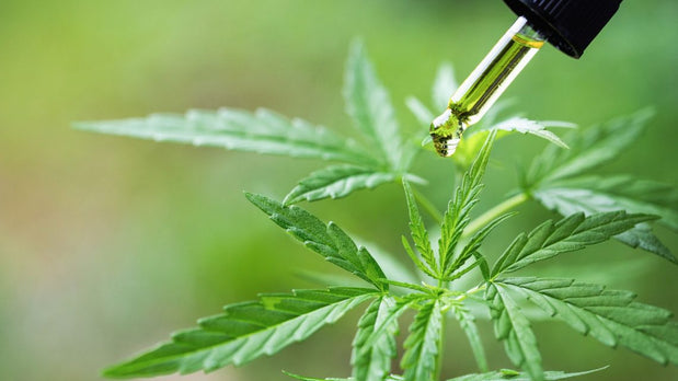 LE CBD ET SES BIENFAITS
