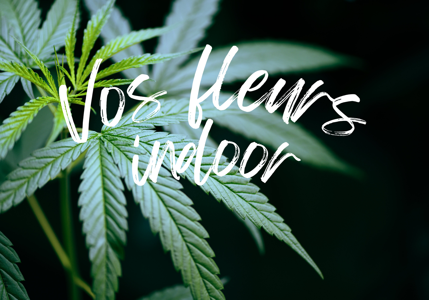 FLEURS INDOOR