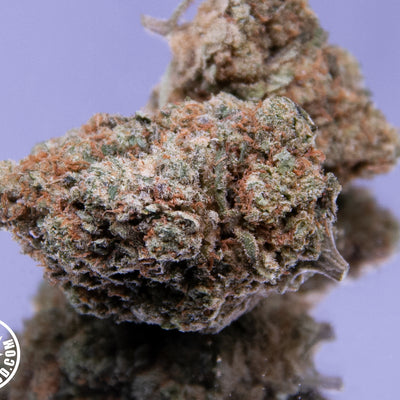 AMNESIA US - INDOOR+