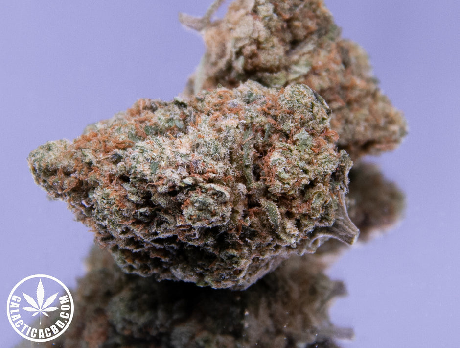 AMNESIA US - INDOOR+ (10 GRAMMES)