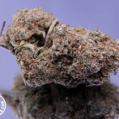 APPLE FRITTER - INDOOR+