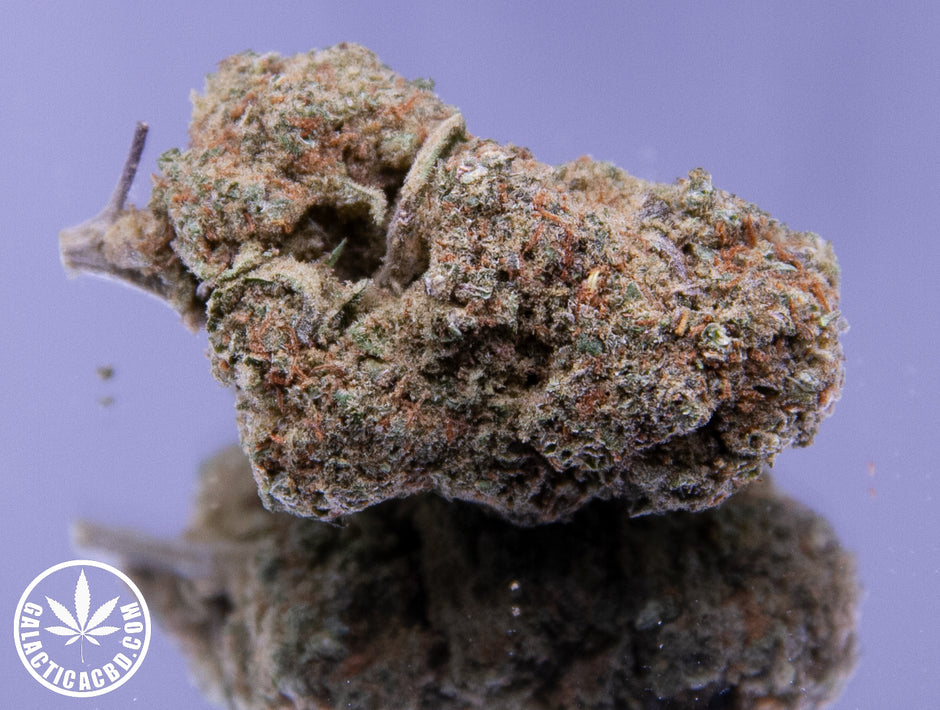 APPLE FRITTER - INDOOR+ (10 GRAMMES)