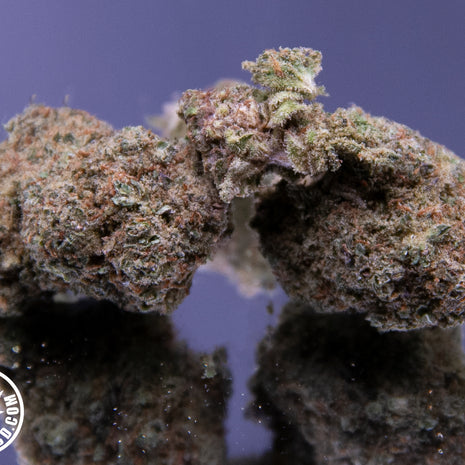 BANANA BERRY - INDOOR+ (10 GRAMMES)