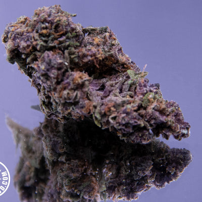 CHERRY WHITE - INDOOR