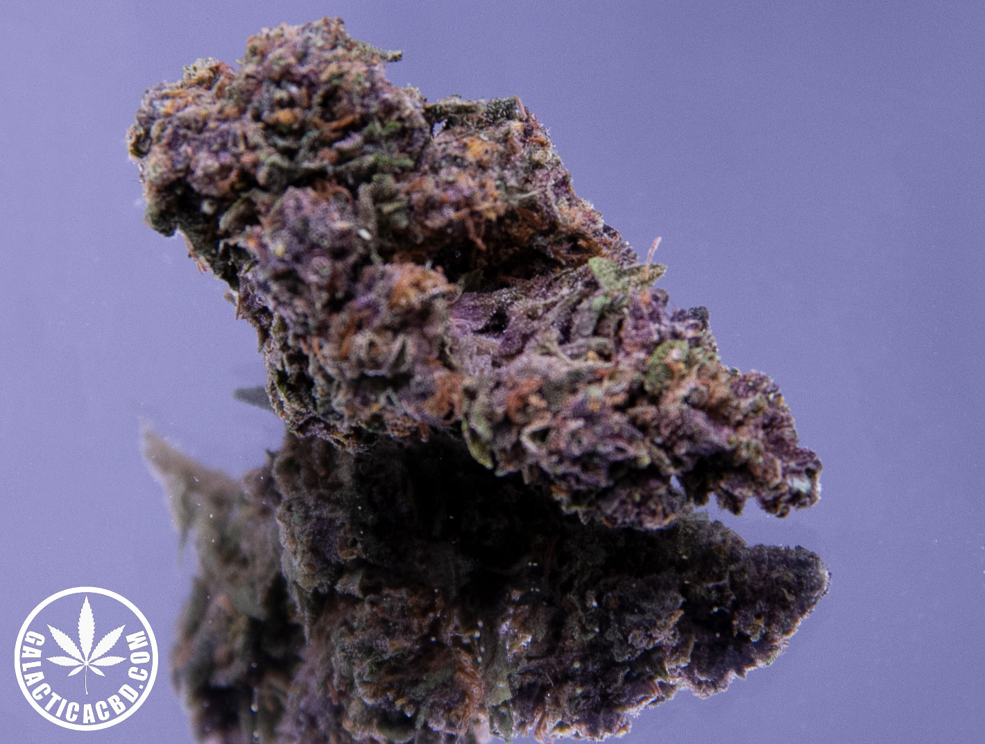 CHERRY WHITE - INDOOR (10 GRAMMES)