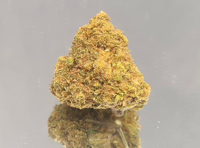 BON PLAN - AMNESIA MIEL