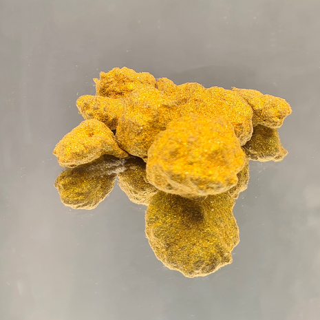 GOLDROCK (10 GRAMMES)