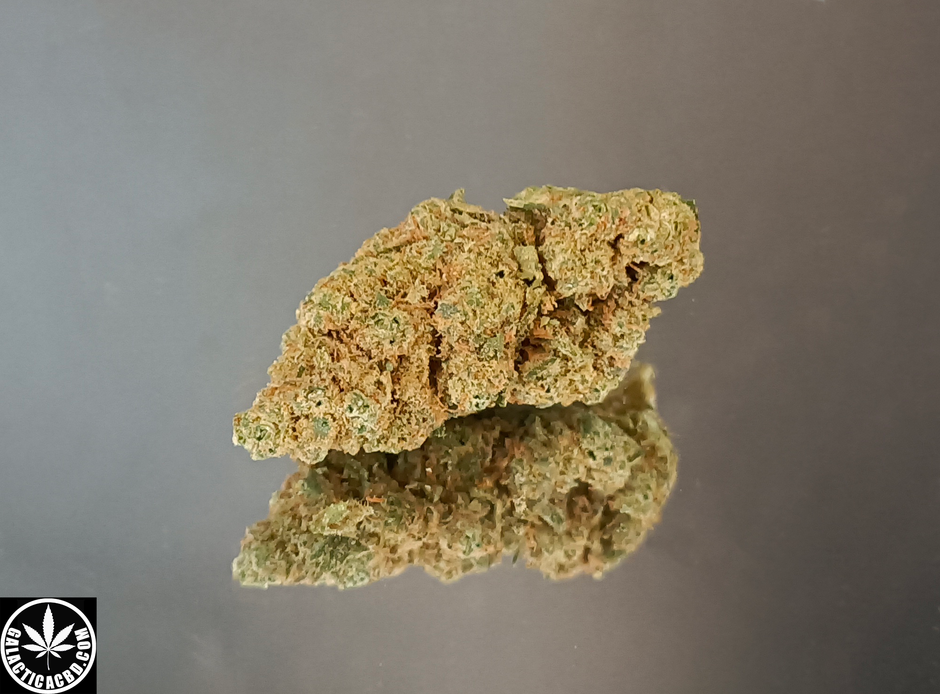 HARLEQUIN - INDOOR (10 GRAMMES)