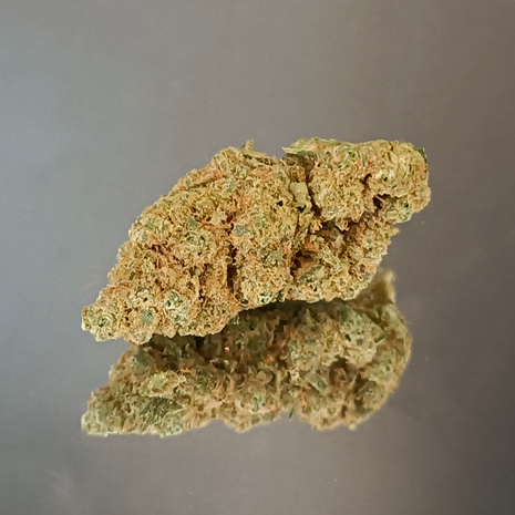 HARLEQUIN - INDOOR+ (10 GRAMMES)