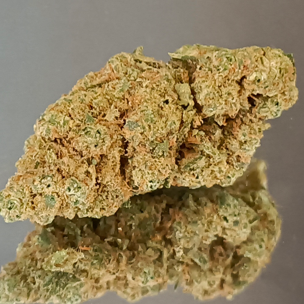 BON PLAN - HARLEQUIN