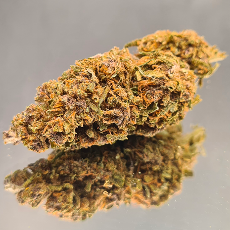 PURPLE SMALL - GREENHOUSE