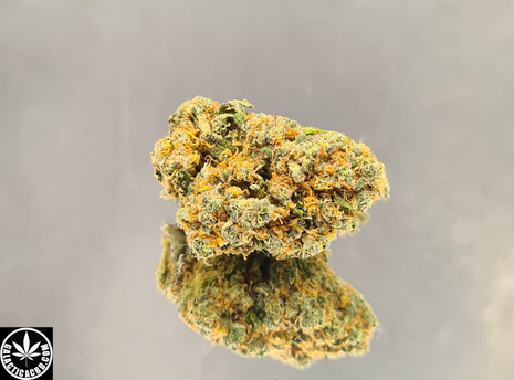 TROPICANA - INDOOR+ (10 GRAMMES)