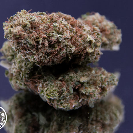 LEMON HAZE - INDOOR (10 GRAMMES)