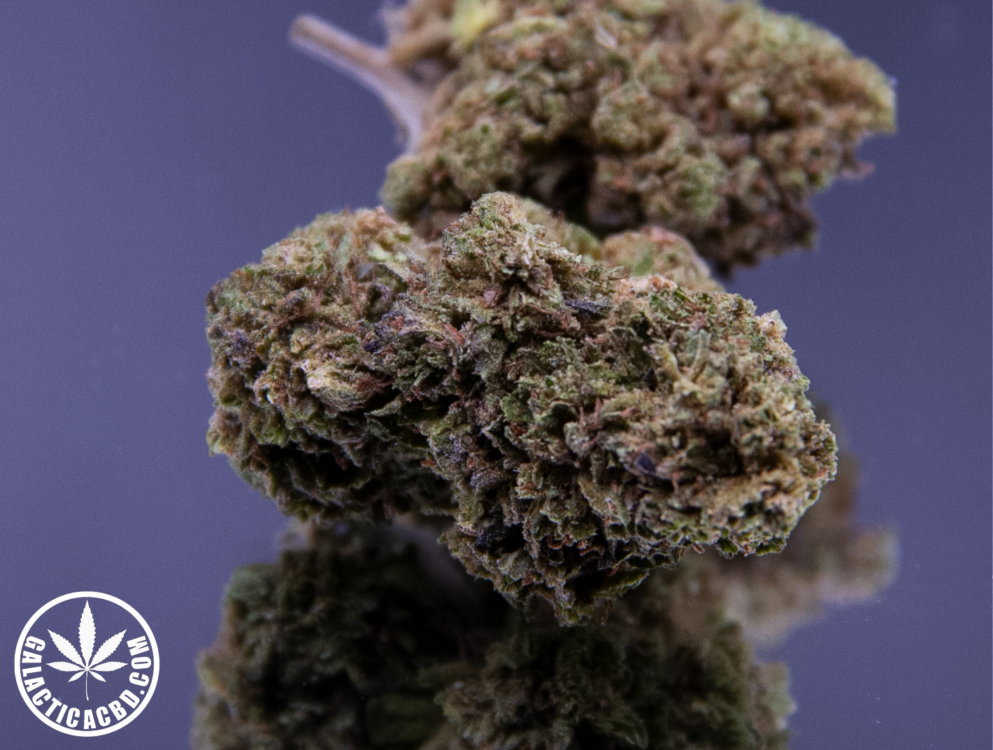 MANGO - GREENHOUSE (10 GRAMMES)