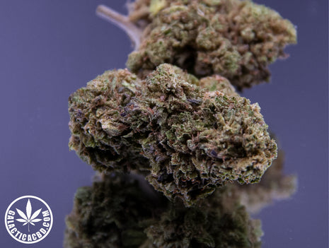 MANGO - GREENHOUSE (10 GRAMMES)