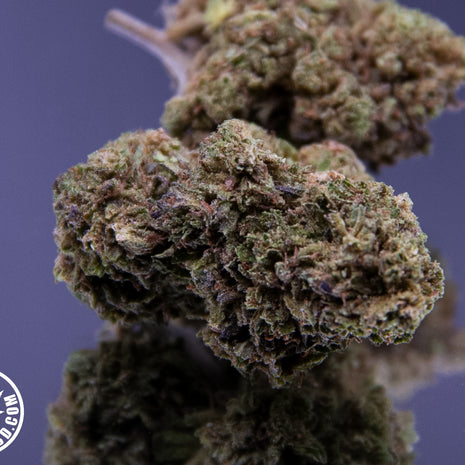 MANGO - GREENHOUSE (10 GRAMMES)