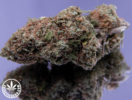 MOBY DICK - INDOOR (10 GRAMMES)