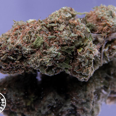 MOBY DICK - INDOOR (10 GRAMMES)