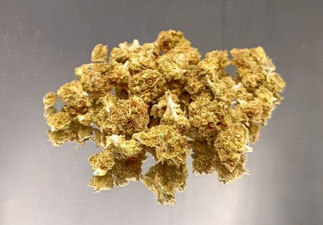 BON PLAN - SMALL FT MINI GREENHOUSE (10 GRAMMES)