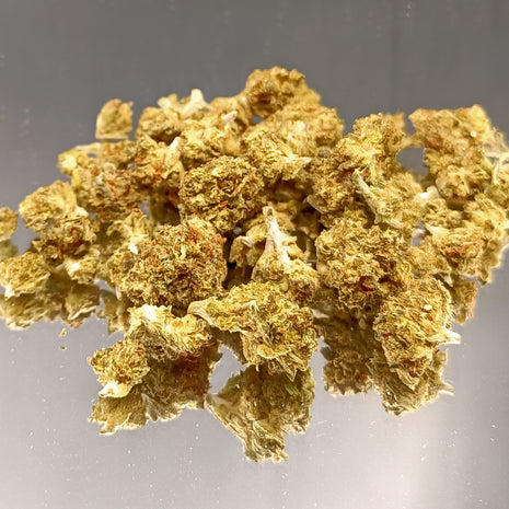 BON PLAN - SMALL FT MINI GREENHOUSE (10 GRAMMES)