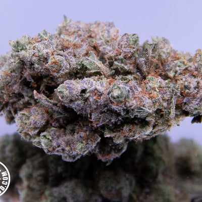 TCHERNOBYL - INDOOR+