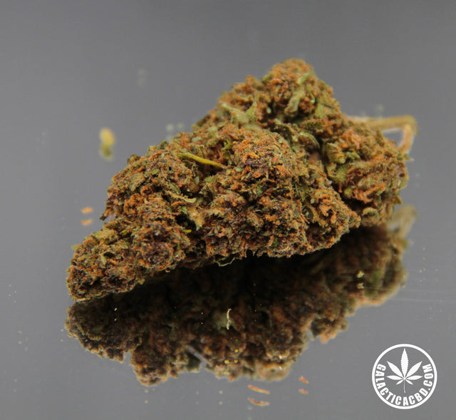FORBIDDEN FRUIT - INDOOR (10 GRAMMES)