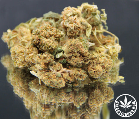 BON PLAN - GREENTONNIC