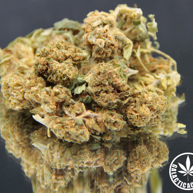 BON PLAN - GREENTONNIC