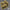 LIM HAZE - INDOOR D'EXCEPTION (10 GRAMMES)