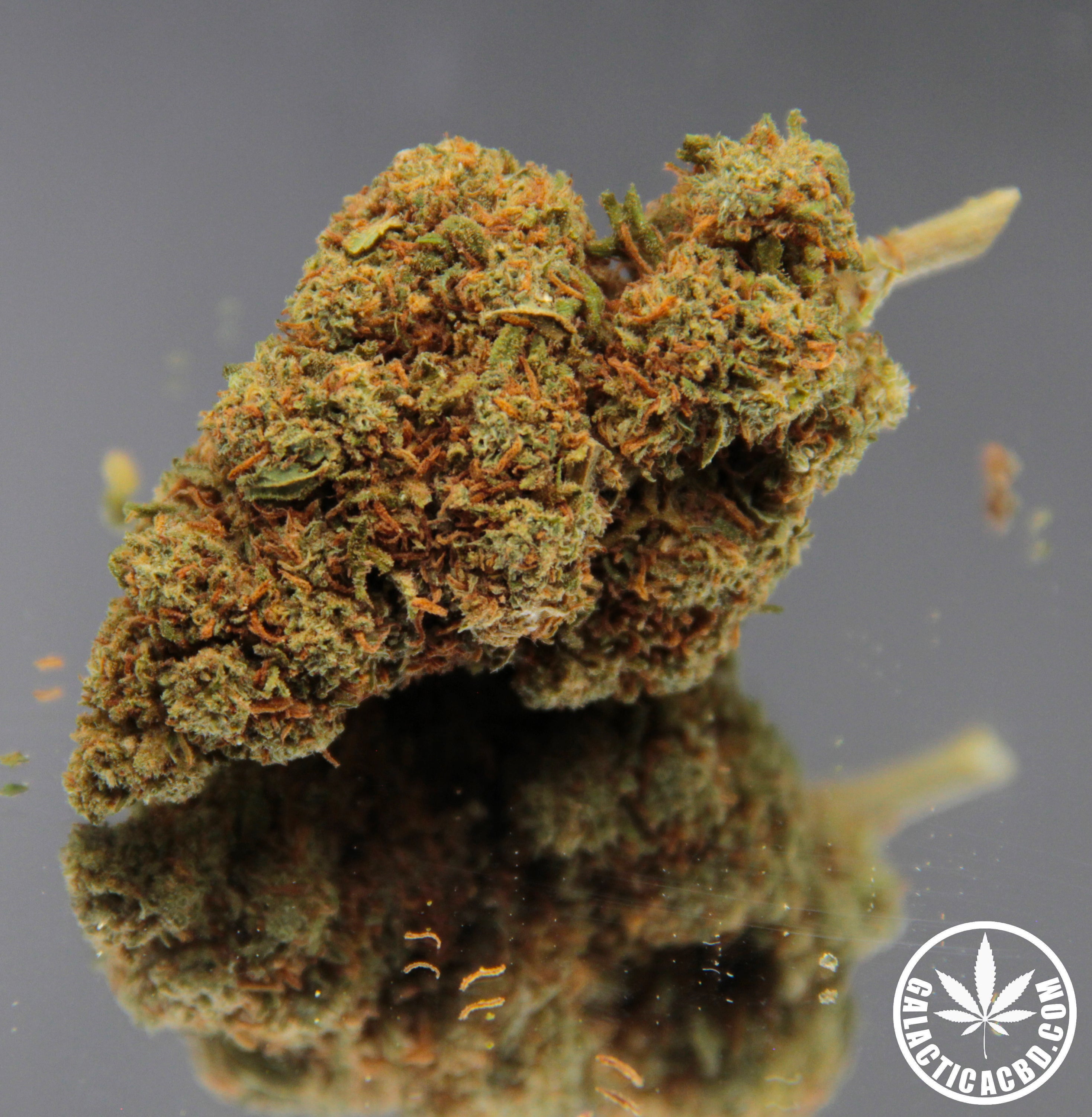 ORANGE BUD - INDOOR (10 GRAMMES)