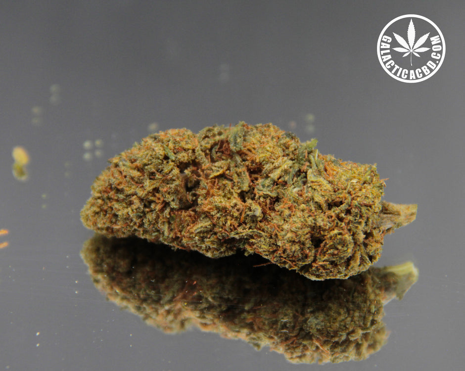 THE PENGUIN BUD - INDOOR D'EXCEPTION (10 GRAMMES)