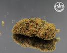 THE PENGUIN BUD - INDOOR D'EXCEPTION (10 GRAMMES)