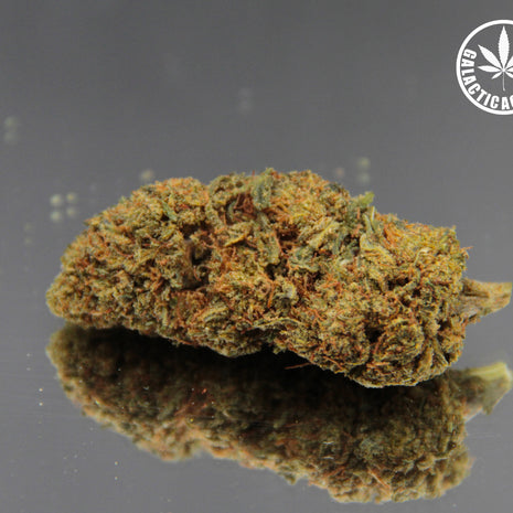 THE PENGUIN BUD - INDOOR+ (10 GRAMMES)