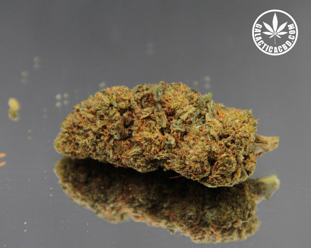 THE PENGUIN BUD - INDOOR D'EXCEPTION (10 GRAMMES)