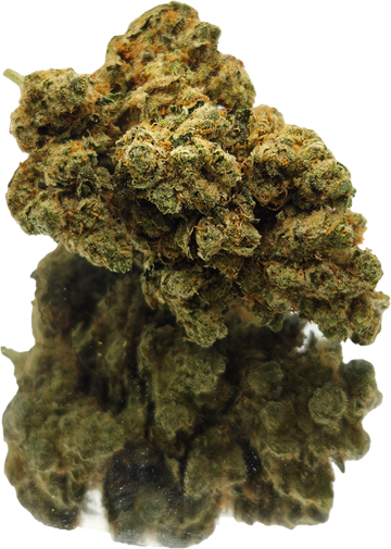 AMNESIA