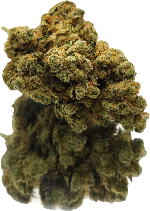 AMNESIA