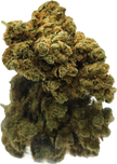 AMNESIA