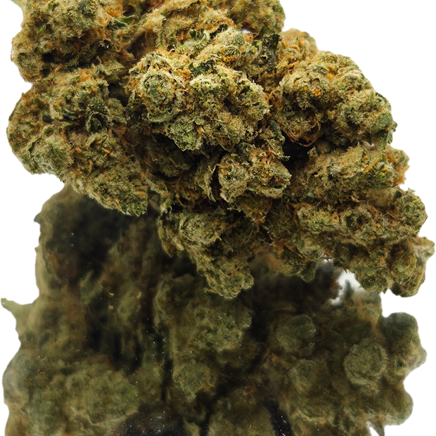 AMNESIA